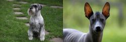 Standard Schnauzer vs Mexican Hairless - Breed Comparison