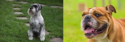 Standard Schnauzer vs Miniature English Bulldog - Breed Comparison