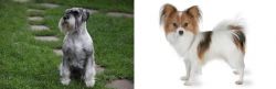 Standard Schnauzer vs Papillon - Breed Comparison