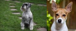 Standard Schnauzer vs Rat Terrier - Breed Comparison
