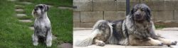 Standard Schnauzer vs Sarplaninac - Breed Comparison