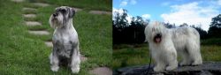 Standard Schnauzer vs South Russian Ovcharka - Breed Comparison