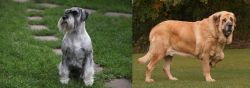 Standard Schnauzer vs Spanish Mastiff - Breed Comparison