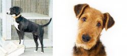 Stephens Stock vs Airedale Terrier - Breed Comparison