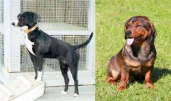 Stephens Stock vs Alpine Dachsbracke - Breed Comparison