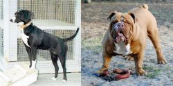 Stephens Stock vs Australian Bulldog - Breed Comparison