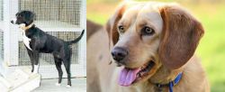 Stephens Stock vs Beago - Breed Comparison