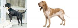Stephens Stock vs Bracco Italiano - Breed Comparison