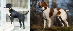 Stephens Stock vs Brittany - Breed Comparison