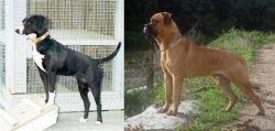 Stephens Stock vs Bullmastiff - Breed Comparison
