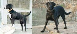 Stephens Stock vs Cao de Castro Laboreiro - Breed Comparison