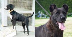 Stephens Stock vs Cao Fila de Sao Miguel - Breed Comparison