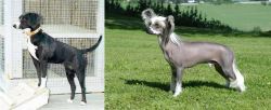 Stephens Stock vs Chinese Crested Dog - Breed Comparison