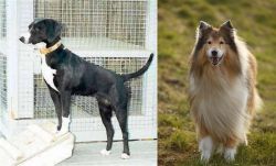 Stephens Stock vs Collie - Breed Comparison