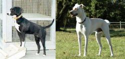 Stephens Stock vs Cretan Hound - Breed Comparison