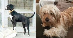 Stephens Stock vs Cyprus Poodle - Breed Comparison