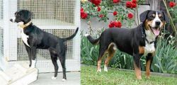 Stephens Stock vs Entlebucher Mountain Dog - Breed Comparison