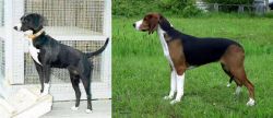 Stephens Stock vs Finnish Hound - Breed Comparison