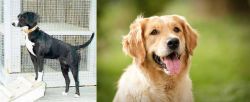 Stephens Stock vs Golden Retriever - Breed Comparison