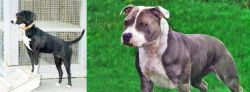 Stephens Stock vs Irish Staffordshire Bull Terrier - Breed Comparison