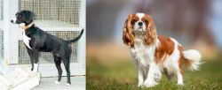 Stephens Stock vs King Charles Spaniel - Breed Comparison