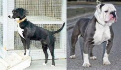 Stephens Stock vs Old English Bulldog - Breed Comparison