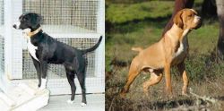 Stephens Stock vs Portuguese Pointer - Breed Comparison
