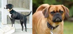 Stephens Stock vs Pugalier - Breed Comparison