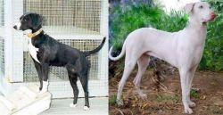 Stephens Stock vs Rajapalayam - Breed Comparison