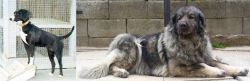 Stephens Stock vs Sarplaninac - Breed Comparison