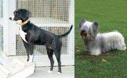 Stephens Stock vs Skye Terrier - Breed Comparison