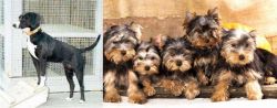 Stephens Stock vs Yorkshire Terrier - Breed Comparison
