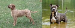 Styrian Coarse Haired Hound vs American Staffordshire Terrier - Breed Comparison