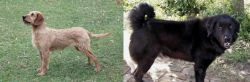Styrian Coarse Haired Hound vs Bakharwal Dog - Breed Comparison