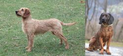 Styrian Coarse Haired Hound vs Bavarian Mountain Hound - Breed Comparison