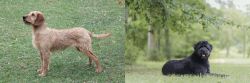 Styrian Coarse Haired Hound vs Bouvier des Flandres - Breed Comparison