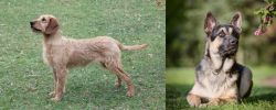 Styrian Coarse Haired Hound vs East European Shepherd - Breed Comparison