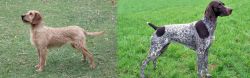 Styrian Coarse Haired Hound vs German Shorthaired Pointer - Breed Comparison