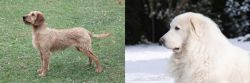 Styrian Coarse Haired Hound vs Great Pyrenees - Breed Comparison