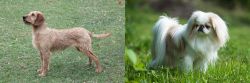 Styrian Coarse Haired Hound vs Japanese Chin - Breed Comparison