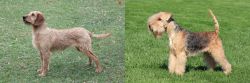 Styrian Coarse Haired Hound vs Lakeland Terrier - Breed Comparison