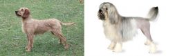 Styrian Coarse Haired Hound vs Lowchen - Breed Comparison
