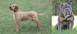 Styrian Coarse Haired Hound vs Olde English Bulldogge - Breed Comparison