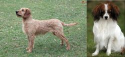 Styrian Coarse Haired Hound vs Phalene - Breed Comparison