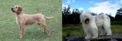 Styrian Coarse Haired Hound vs South Russian Ovcharka - Breed Comparison