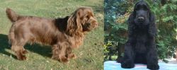 Sussex Spaniel vs American Cocker Spaniel - Breed Comparison