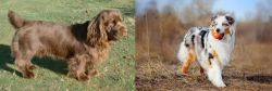 Sussex Spaniel vs Australian Shepherd - Breed Comparison