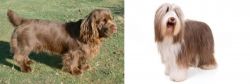 Sussex Spaniel vs Bearded Collie - Breed Comparison