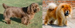Sussex Spaniel vs Chow Chow - Breed Comparison