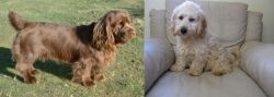 Sussex Spaniel vs Cockachon - Breed Comparison